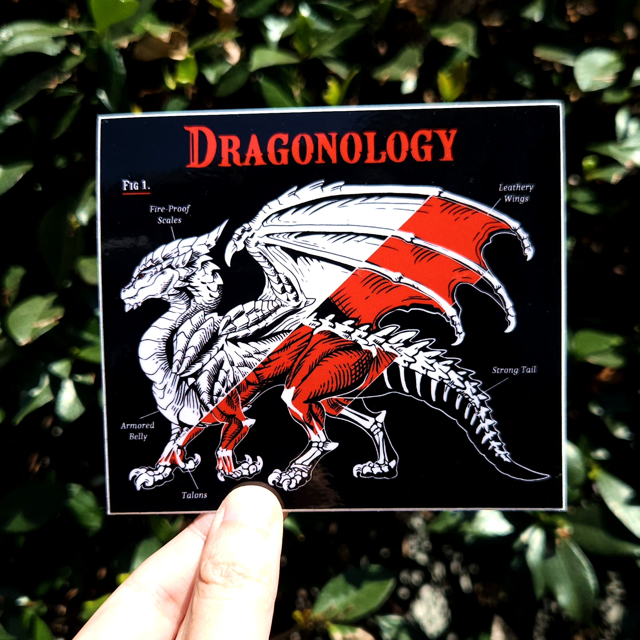 Dragonology Sticker